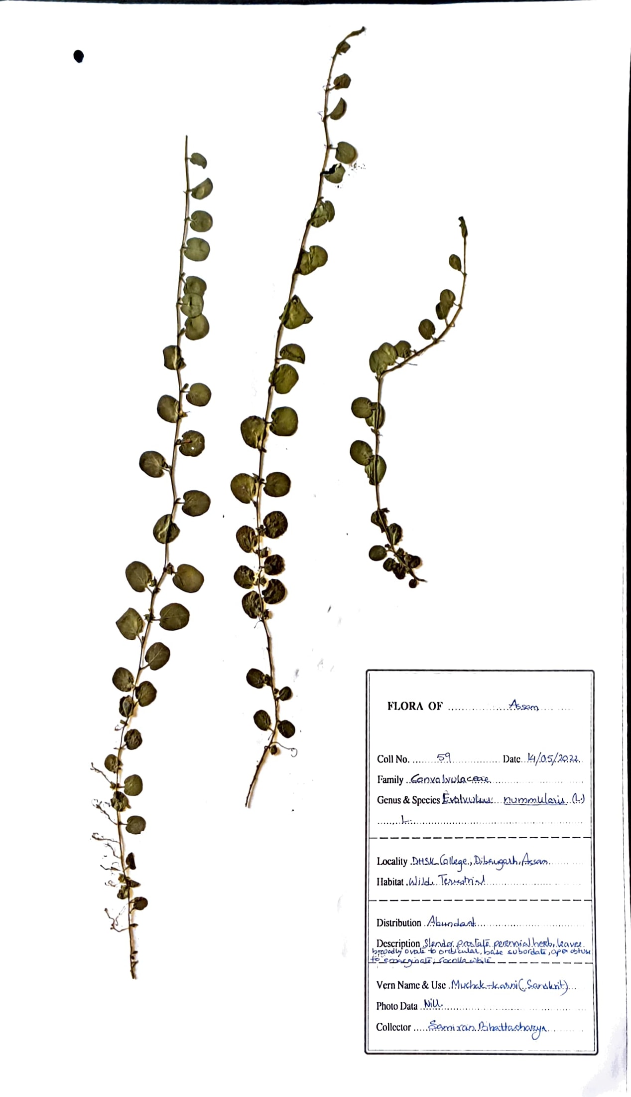 Aloxa bon (Ass.) (Herbarium)